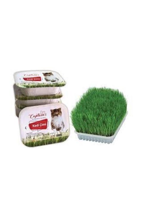 Captain's Kedi Çimi
