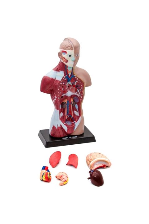 Slab Insan Vücudu Modeli (küçük) 27cm