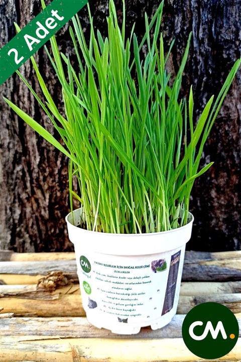 HB BOTANIC Cmdoğal 2 Adet Yavru Kedi Çimi Dikim Seti ( Saksı, Toprak, Tohum Ve Pomza )