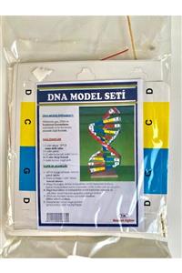 BOZKIRLI Dna Modeli Seti