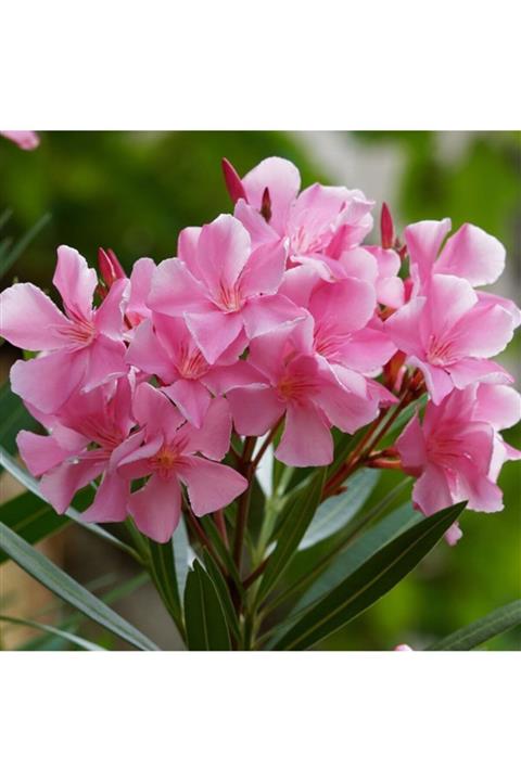 Çiçek sev Zakkum Çiçeği Pembe Saksılı