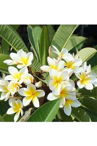 İdea Bahçe Plumeria Yoğun Kokulu Amerikan Fulu (65-96 Cm)