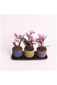 OPİA FLOWERS Tradescantia Nanouk (pembe Telgraf Çiçeği) -üçlü Set Beton Saksıda Canlı Çiçek