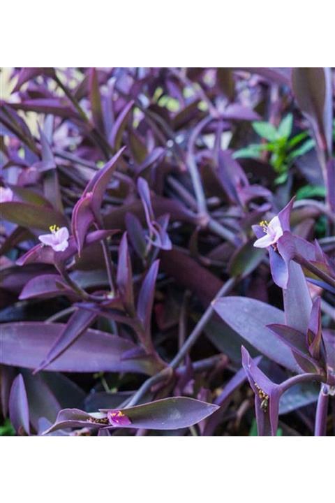 ALİBOTANİK Mor Telgraf Çiçeği Kara Sevda 50 Cm