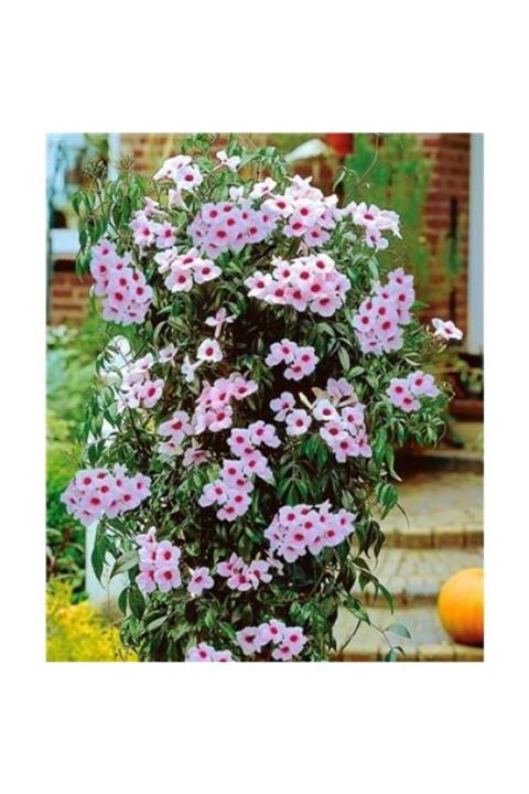 ruzgarbotanik 3 Adet Pandora Yasemini Çiçeği Fidanı 60 Cm