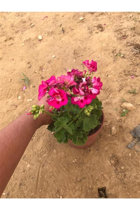 Cansuyu fide Mor Sardunya