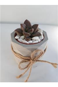 My Succulent Sedum Bronze Skulent Bitki