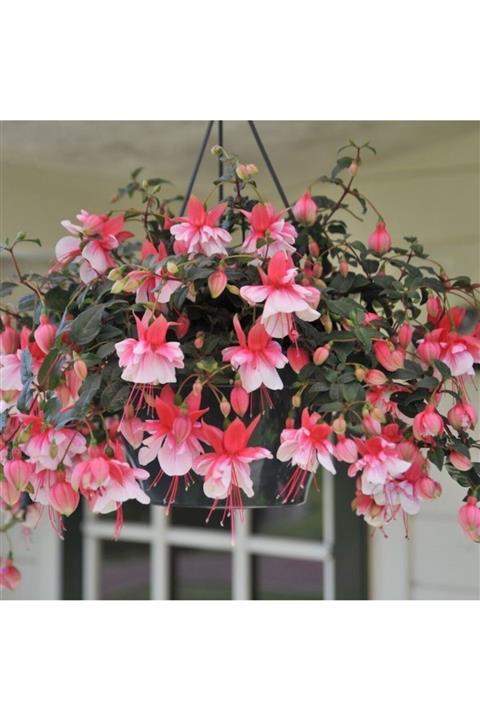 TohumBul Leonita Double Red White Küpe Çiçeği Fidesi (2 Adet)