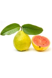 Floramut Tüplü Egzotik Tropikal Armut Guava Fidanı