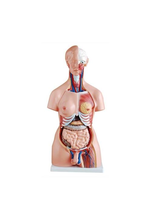 Anatomia Unisex (Erkek-Kadın) Torso Modeli 85 cm 23 Parça