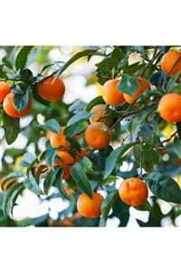 YEŞİLİMARKET Mandalina Fidanı Yediveren Tüplü Aşılı 3yaş 100-150cm (satsuma Cinsi)