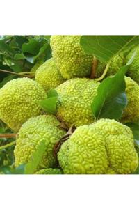 Bilgarden Tüplü Maclura Pomifera Yalancı Portakal (ayı Portakalı) Fidanı