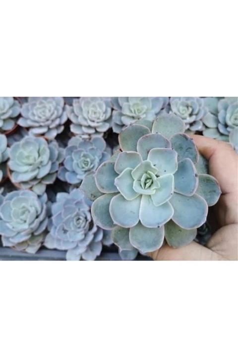 Durutasarım Sukulent Echeveria Peacockii 6 Lık Saksıda Canlı Çiçek 1 Adt