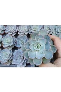 Durutasarım Sukulent Echeveria Peacockii 6 Lık Saksıda Canlı Çiçek 1 Adt