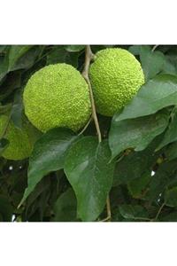 İdea Bahçe Tüplü Nadir Maclura Pomifera Yalancı Portakal (ayı Portakalı) Fidanı