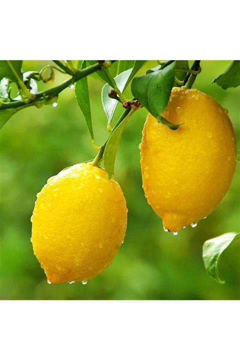 Uzun Botanik Yediveren Limon Fidanı 160 Cm Tüplü (topraklı) 2 Yaşında - Aşılı Ağaç Fidanı