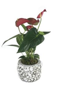 Hasal Süs Bitkileri Flamingo Çiçeği Antoryum Anthurium & Beyaz Magle Beton Saksıda Hediyelik Canlı Çiçek