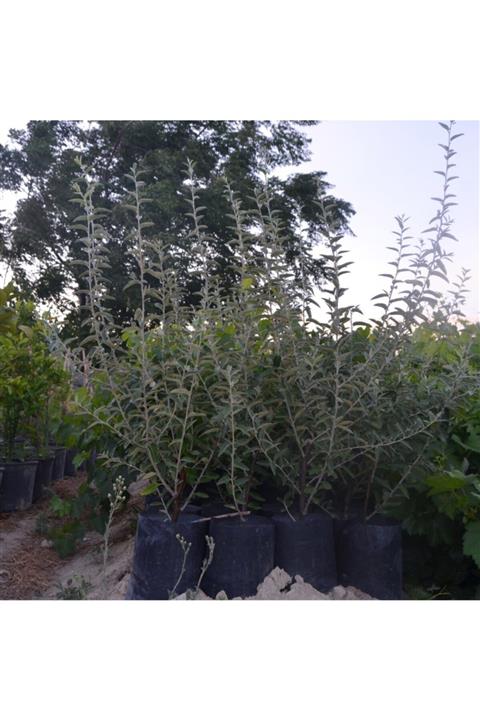 ASES 2 Yaş Tüplü Kokulu Iğde Fidanı 80-100 cm