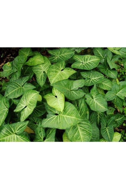 ALİBOTANİK Melek Kanadı Çiçeği Caladium Singoryum