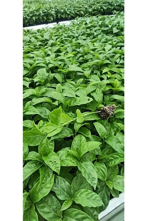 Alanyatropikal Pasiflora Meyve Fidesi Viyolde 216 Adet