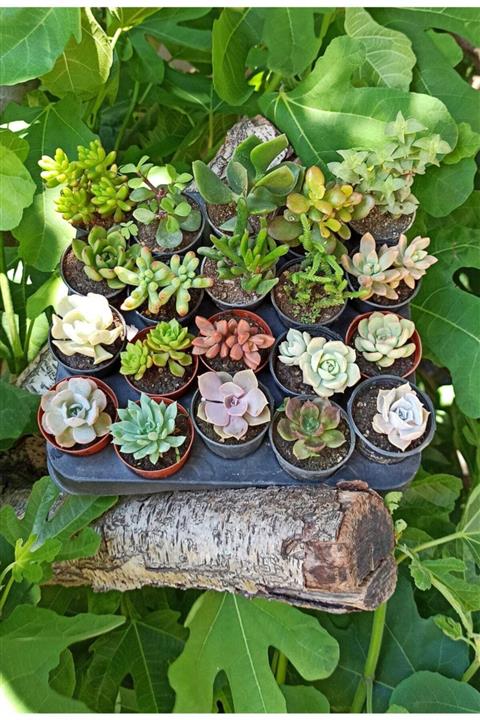 KAKTÜS SUKULENT DÜNYASI Sukulent Set 20 Li