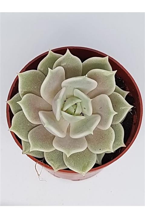 DOĞA BAHÇESİ Echeveria Lola Özel Tür Sukulent 5,5cm