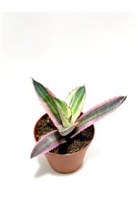 ünal kaktüs Agave Lophantha Quadricolor