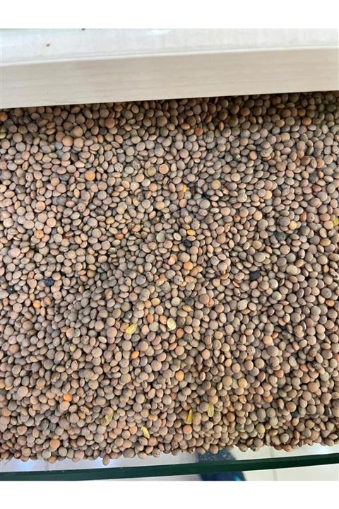 Doğal Marketim Yeşil Mercimek