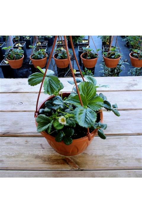 Renk Sepeti Askılı Saksıda Sabrina 3lü Dikim Çilek Fidesi