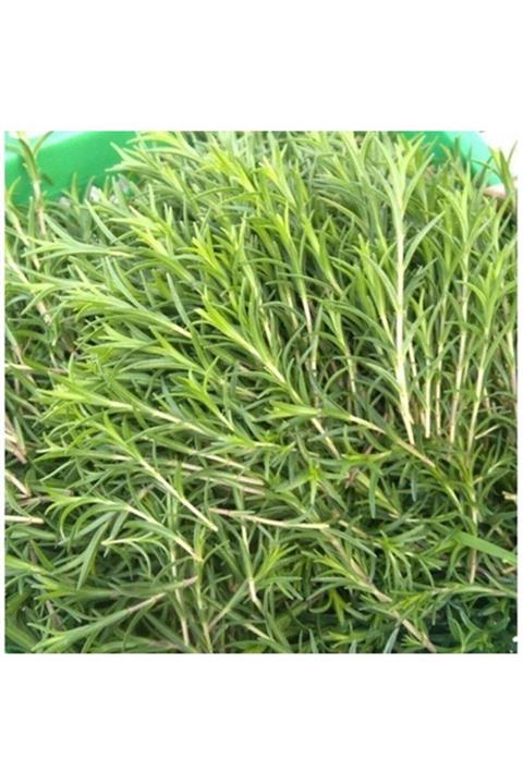 ASES Tüplü Kekik (zahter) Fidanı 2 Adet