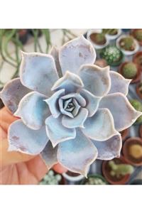 DOĞA BAHÇESİ Echeveria Lilacana Özel Tür Sukulent 5,5cm Saksılı