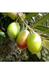 çilekdiyarii 1 Adet ( Domat ) Zeytin Fidanı 1,5 Yaş Tüplüdür