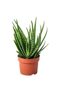 Serra Gardens Aloe Vera Bitkisi 20-30 Cm Büyük Boy Şifalı Bitki