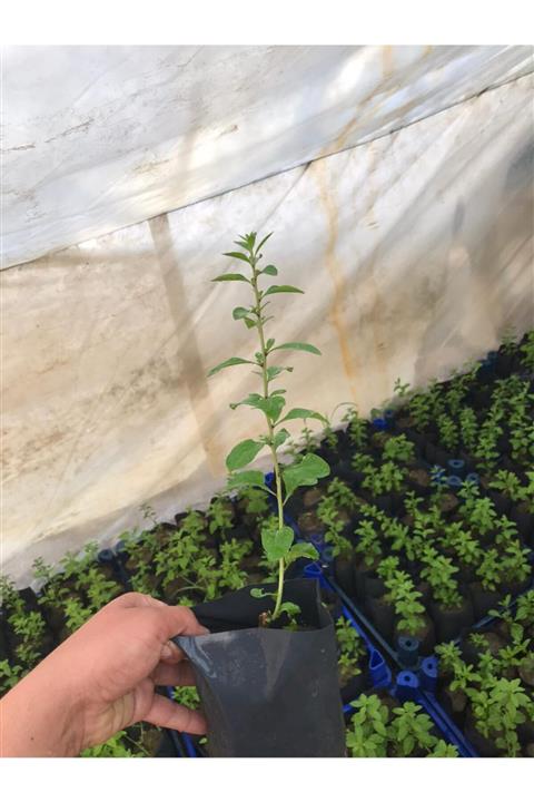 Cansuyu fide 4 Adet Goji Beryy Fidanı