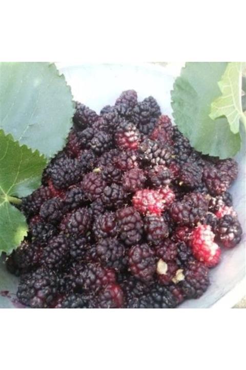 fidanbahcem 8 Yaş Kara Urmu Dut Fidanı +220 cm