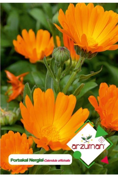 GüçlüTedarik Portakal Nergisi - Aynı Sefa (calendula Officinalis) Çiçek Tohumu 30 Adet
