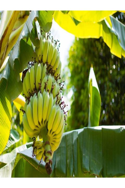 NET TARIM 1 Adet Bodur Muz Fidanı Saksıda 40-60 Cm