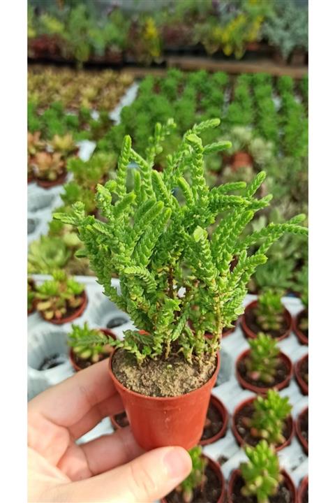 KAKTÜS SUKULENT DÜNYASI Crassula Muscosa Watch Succulent Prenses Çamı
