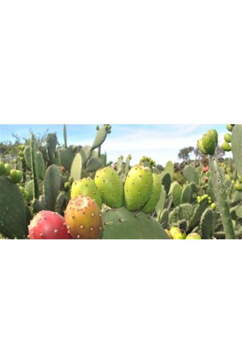 ruzgarbotanik 4 Adet Kaynana Dili Çiçeği Fidanı