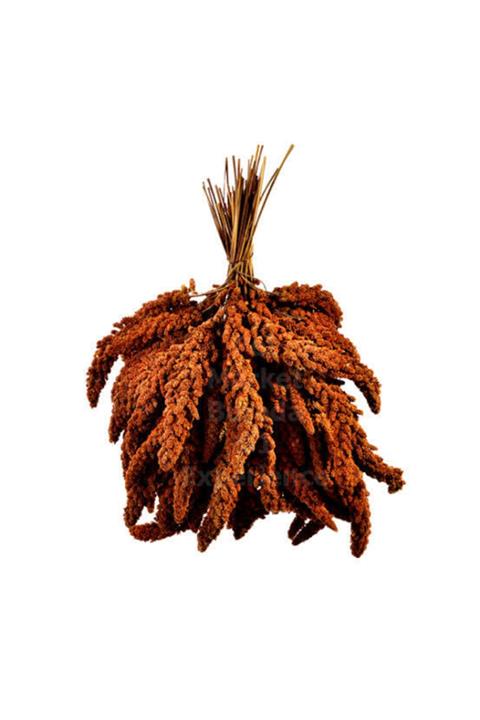 Vivid Bird Kızıl Dal Darı