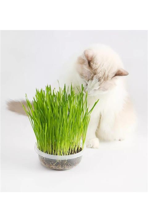 Tvet Doğal Özel Karışımlı Topraksız Kedi Çimi T40234