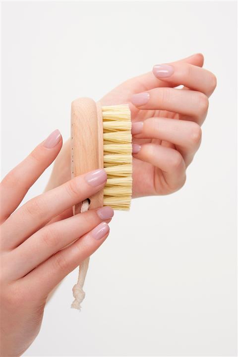 Byerley Tırnak Fırçası Tombik(kaktüs) Otu