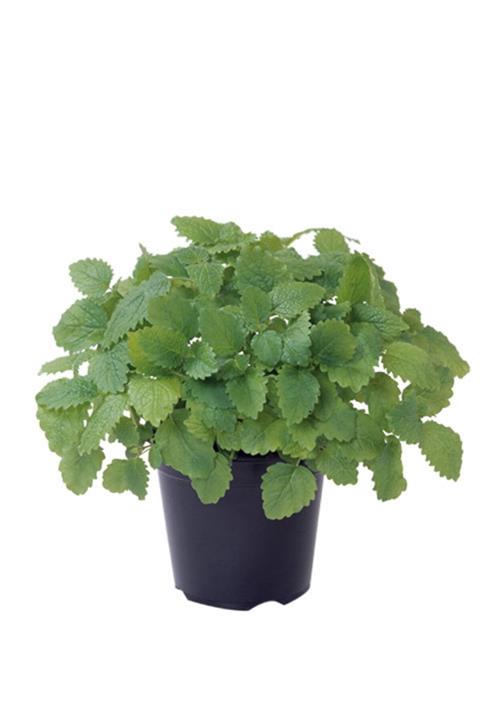 Karaca Tıbbi Bitkiler Melissa Officinalis L