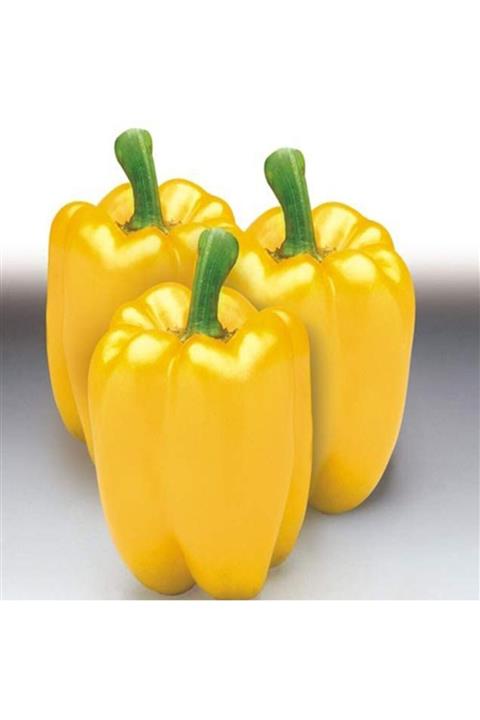 3M Sarı Dolmalık Biber Tohumu