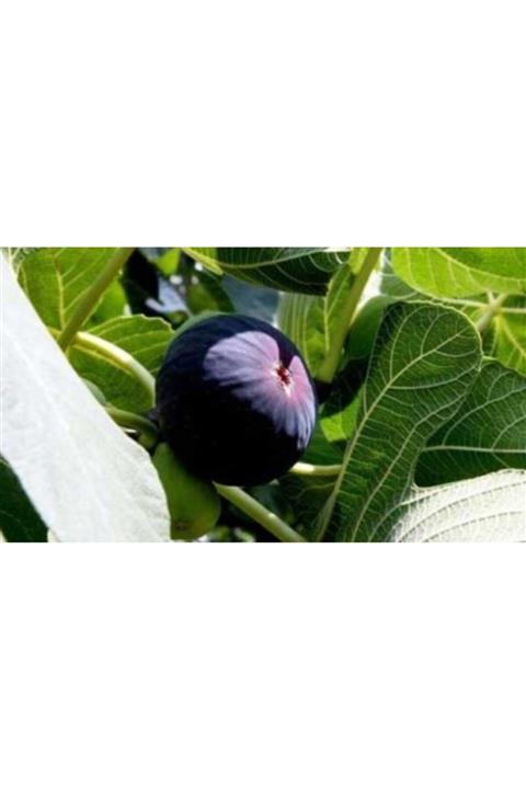 BURSATARIM Bursa Tarım Bursa Siyahı Incir Fidanı ( Dürdane )