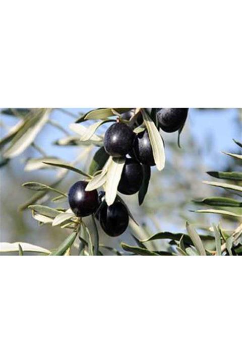 çilekdiyarii 1 Adet Gemlik Zeytin Fidanı Tüplüdür 70 80 Cm Boy 1,5 Yaş