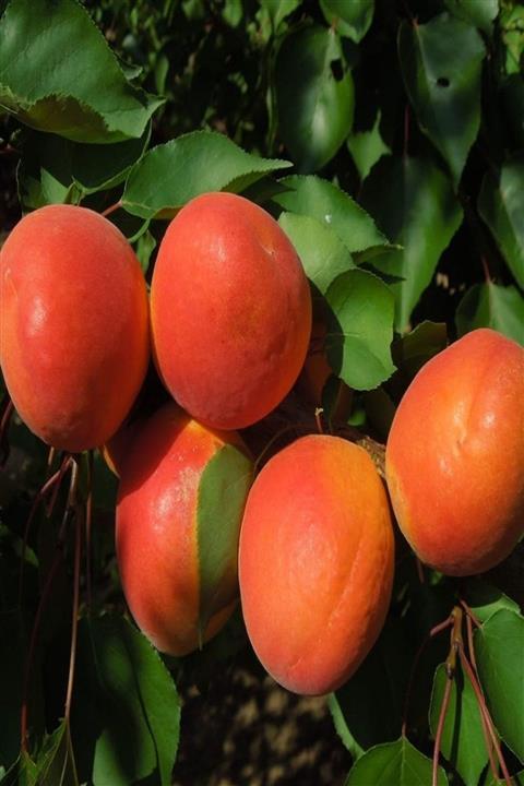 KARDEŞLER FİDANCILIK Roxanna Kayısı