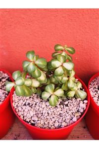 foliumbotanik Portulacaria Afra Variegata Kırmızı Gövdeli