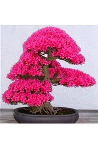 Tohum Dünyam Japon Sakura Bonsai Ağacı Tohumu 3 Adet