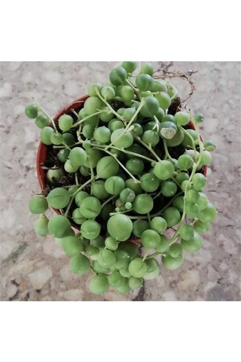 EMİN KAKTÜS Tespih Çiçeği 5.5 Cm Saksıda Sukulent